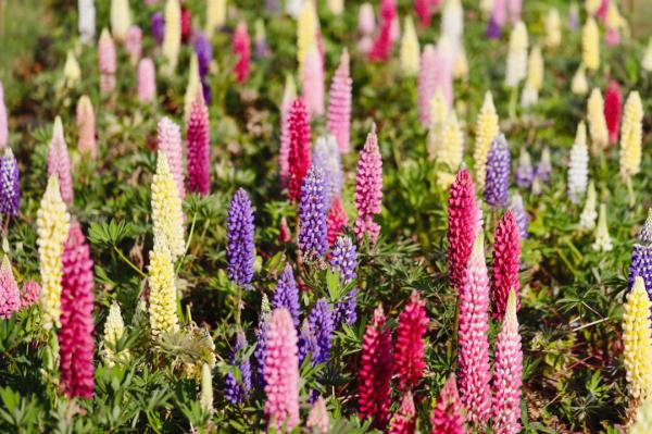 鲁冰花种子种植方法