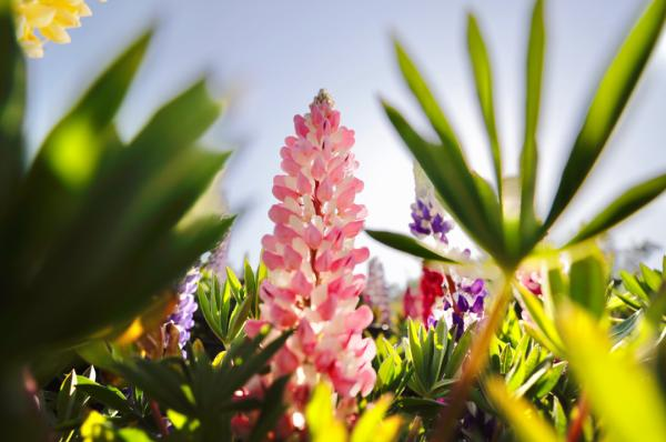 鲁冰花种子种植方法