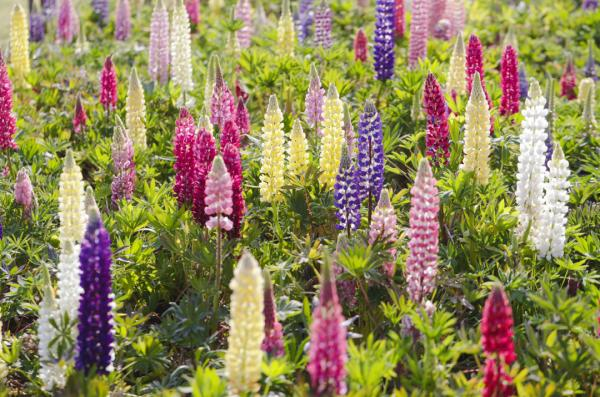 鲁冰花种子种植方法