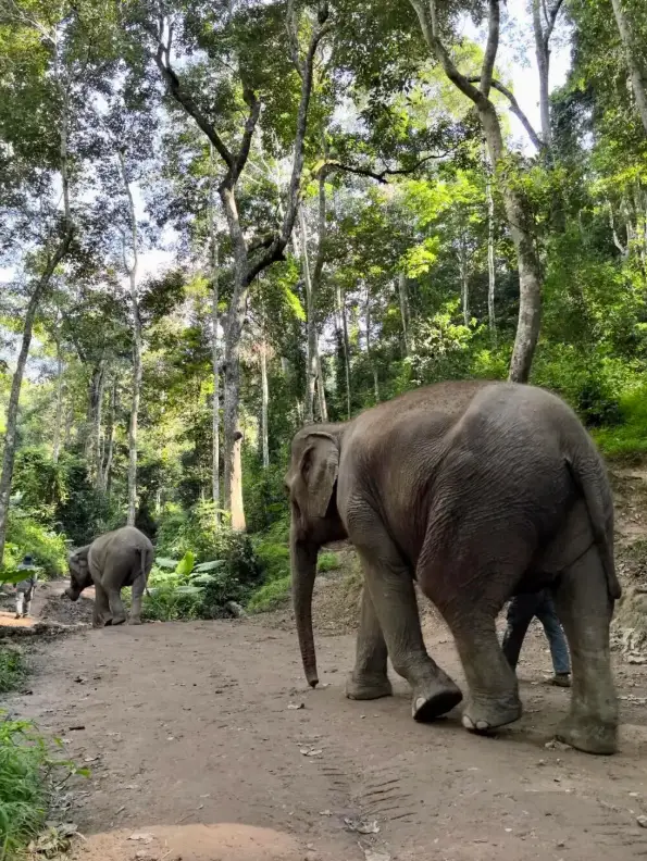 西双版纳3日旅游费用