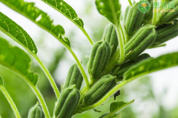 Smart farming techniques