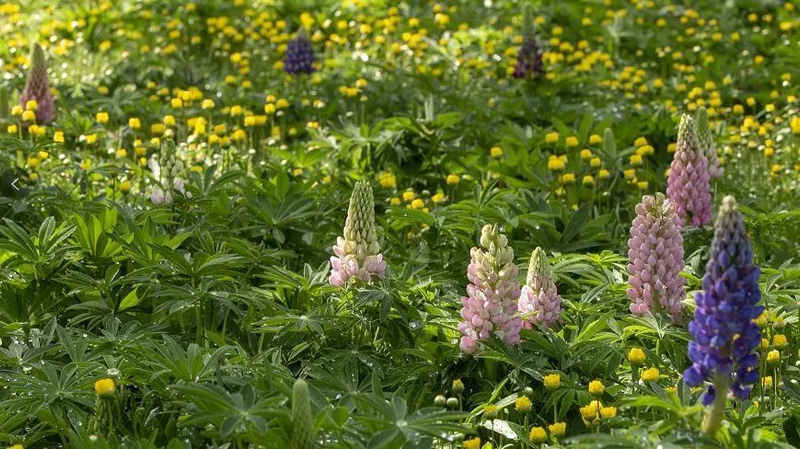 鲁冰花种子种植方法