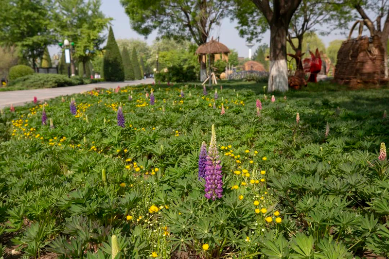 鲁冰花种子种植方法
