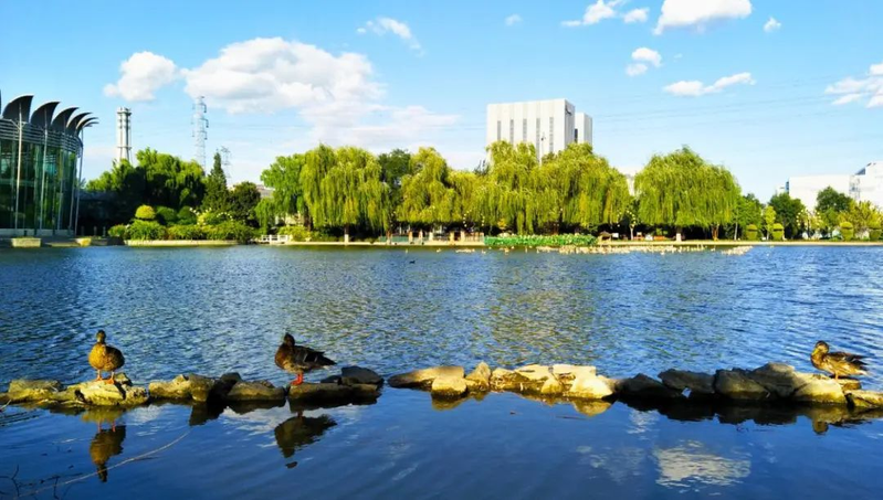 鲁冰花种子种植方法