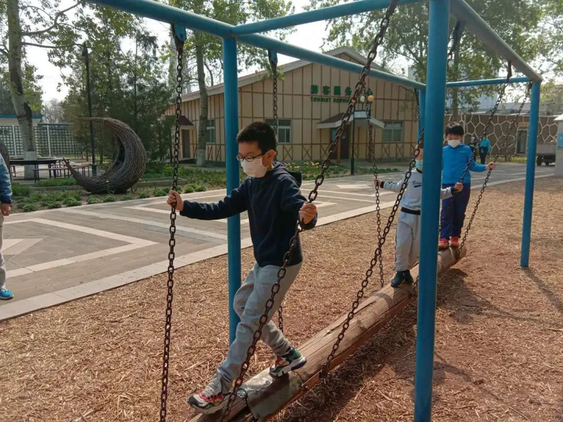 鲁冰花种子种植方法