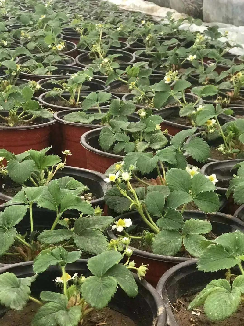 阳台盆栽草莓最佳的移栽定植时间,请收好