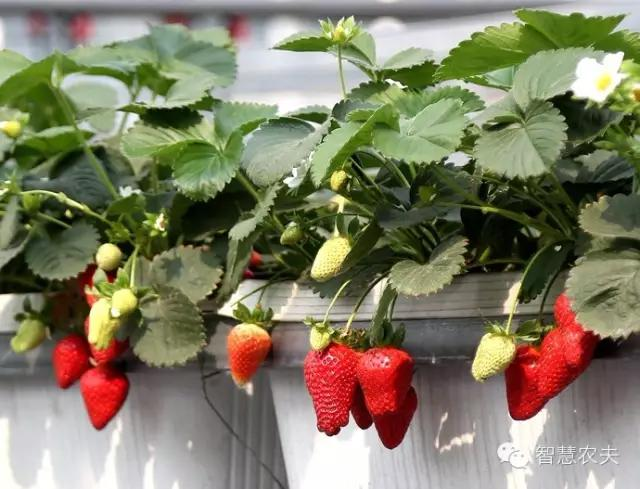 How do you grow strawberries on the balcony