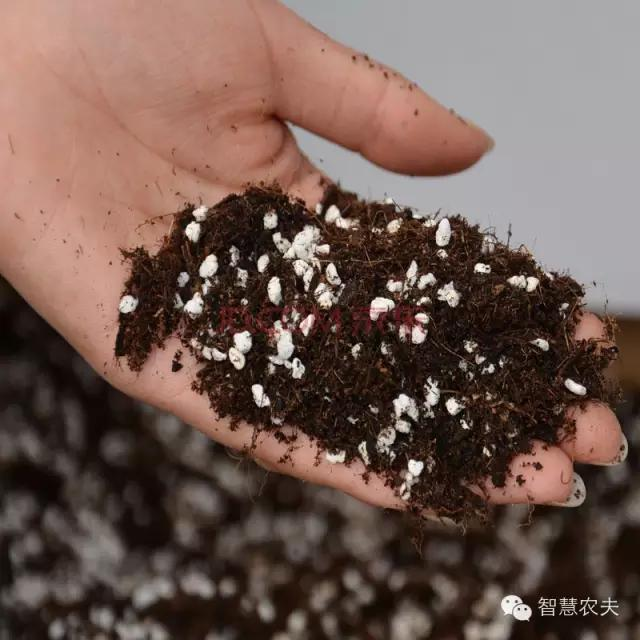 How do you grow strawberries on the balcony