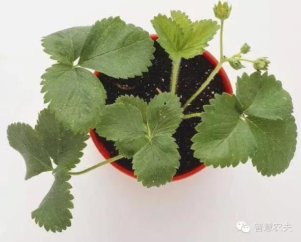 How do you grow strawberries on the balcony