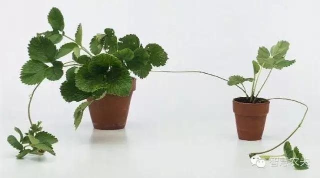 How do you grow strawberries on the balcony