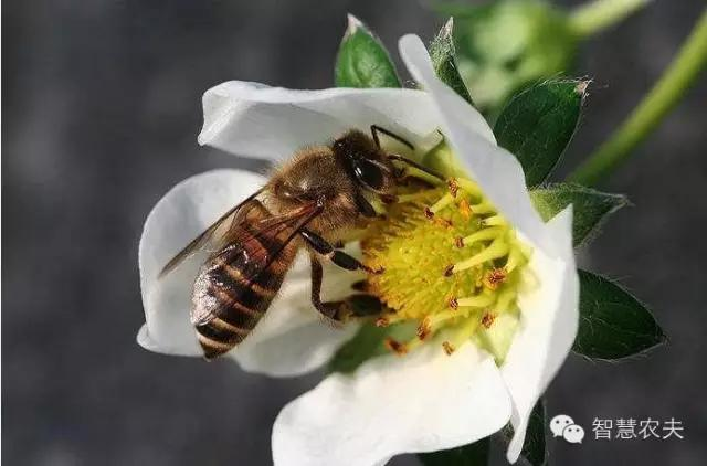 How do you grow strawberries on the balcony
