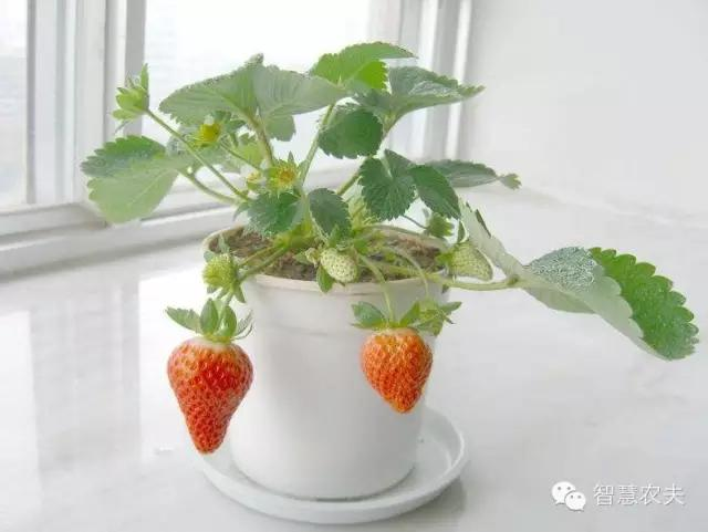 How do you grow strawberries on the balcony