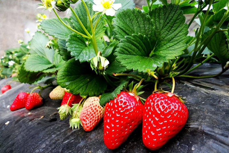 阳台草莓怎么种植方法