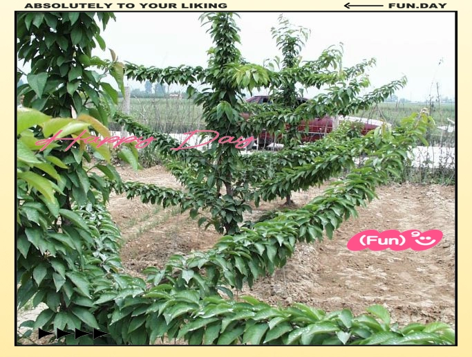 大樱桃种植技术