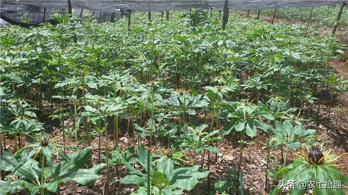 重楼的种植方法