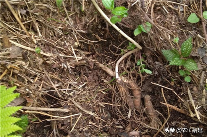 重楼的种植方法