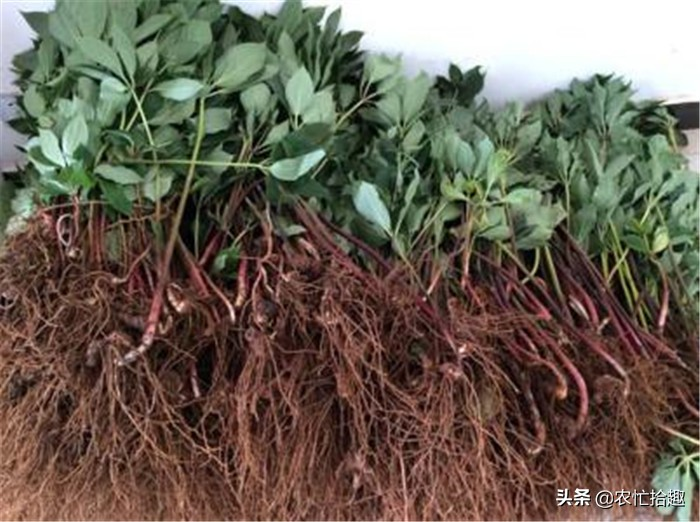 重楼的种植方法