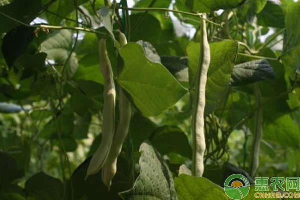 益智的种植技术