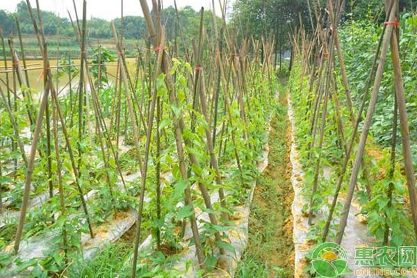 益智的种植技术