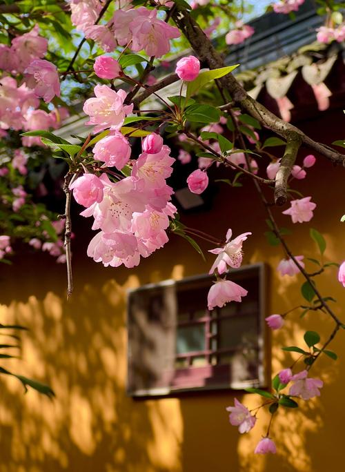 日系园艺种植的植物