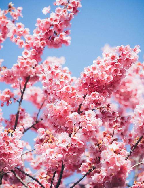 日系园艺种植的植物