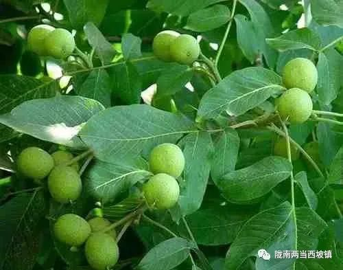 核桃树的种植技术