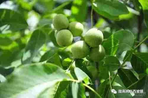 核桃树的种植技术