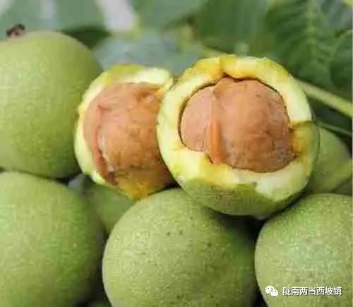 核桃树的种植技术