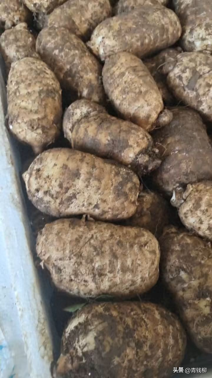 天麻子种植技术