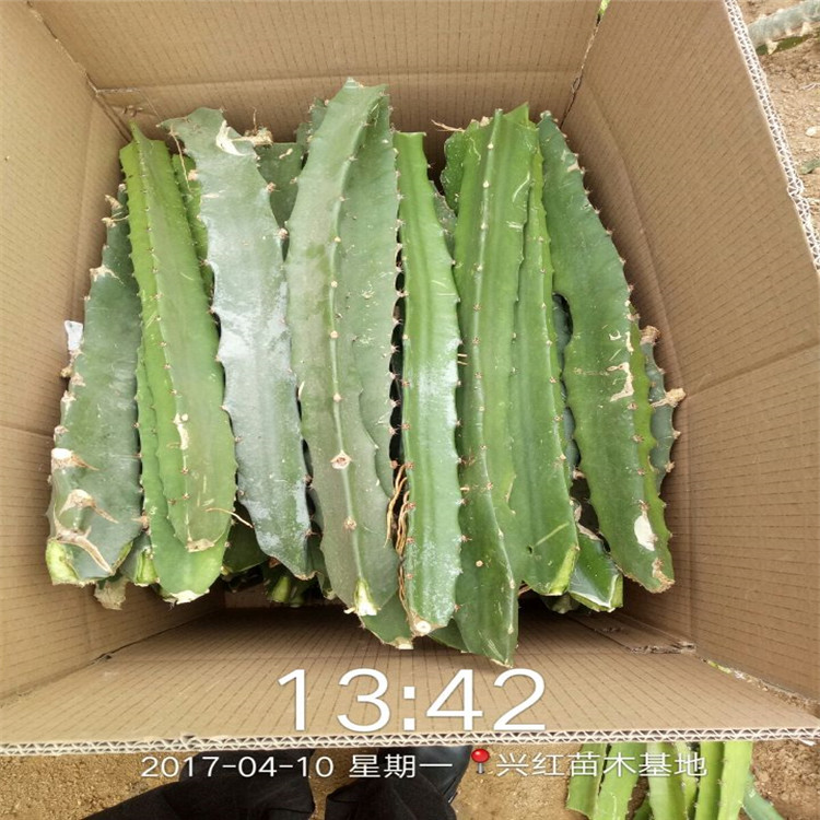 火龙果栽培种植技术