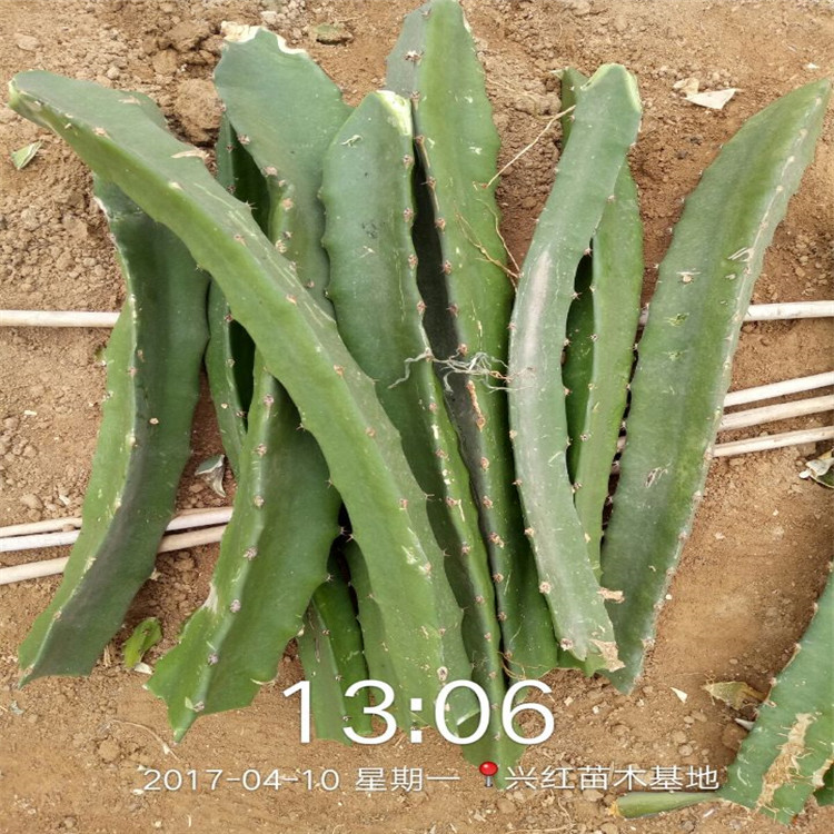 火龙果栽培种植技术