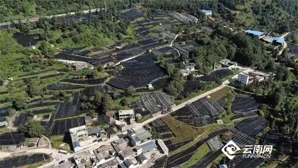 重楼的种植方法