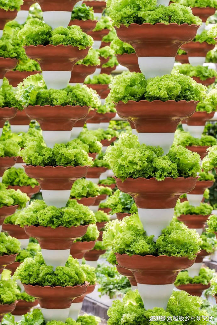 番茄树种植技术视频