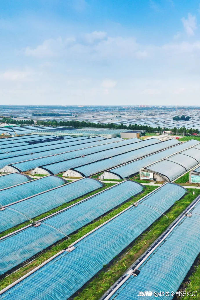 番茄树种植技术视频