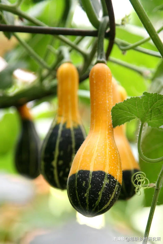 番茄树种植技术视频