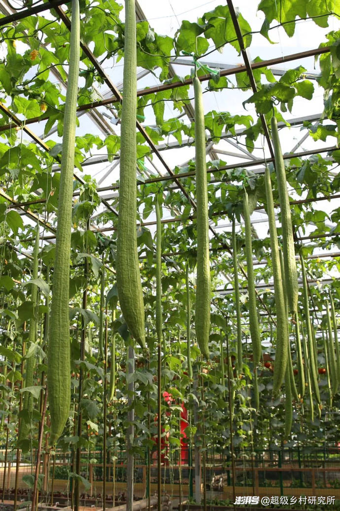 番茄树种植技术视频