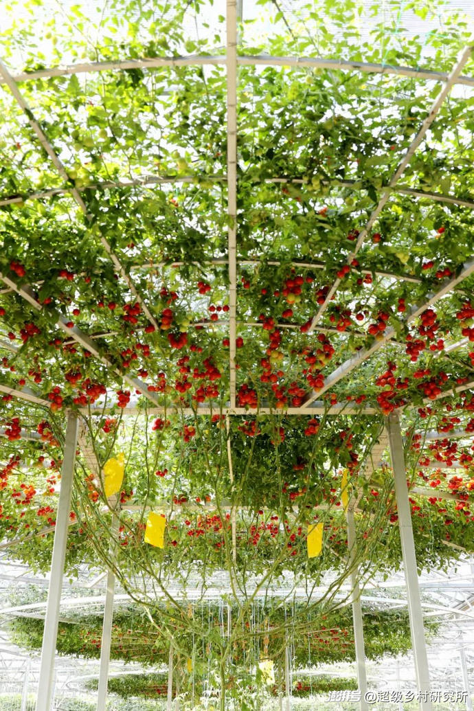 番茄树种植技术视频