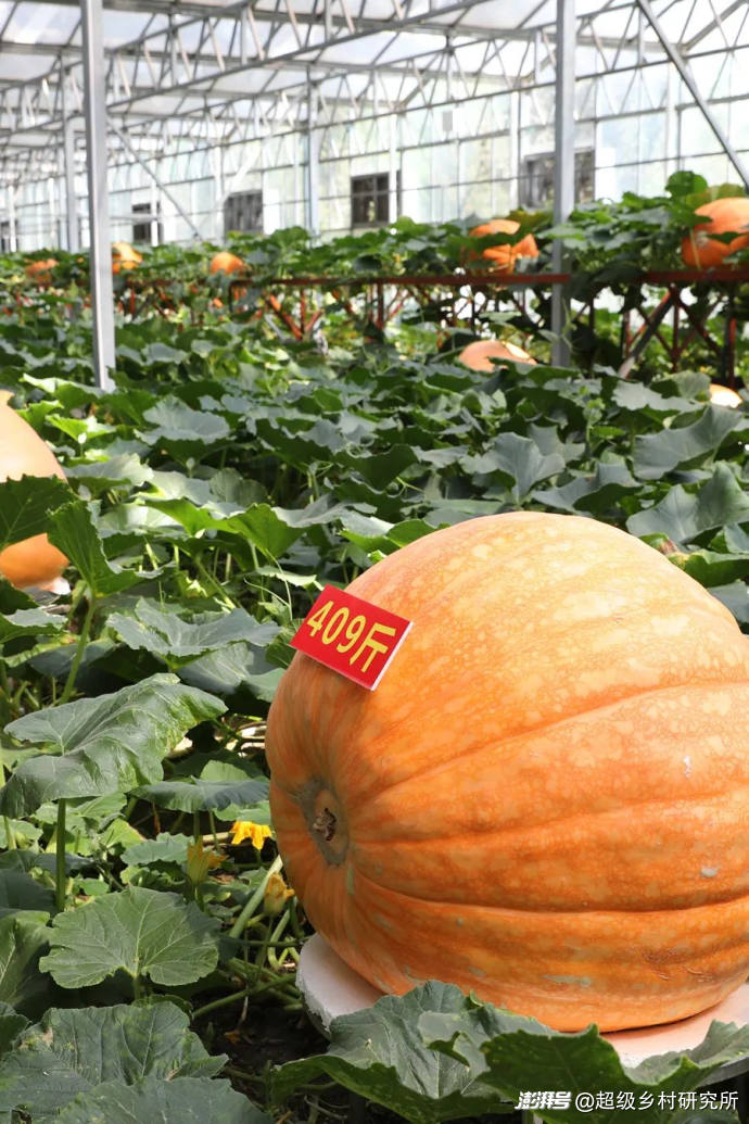 番茄树种植技术视频