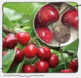 大樱桃种植技术