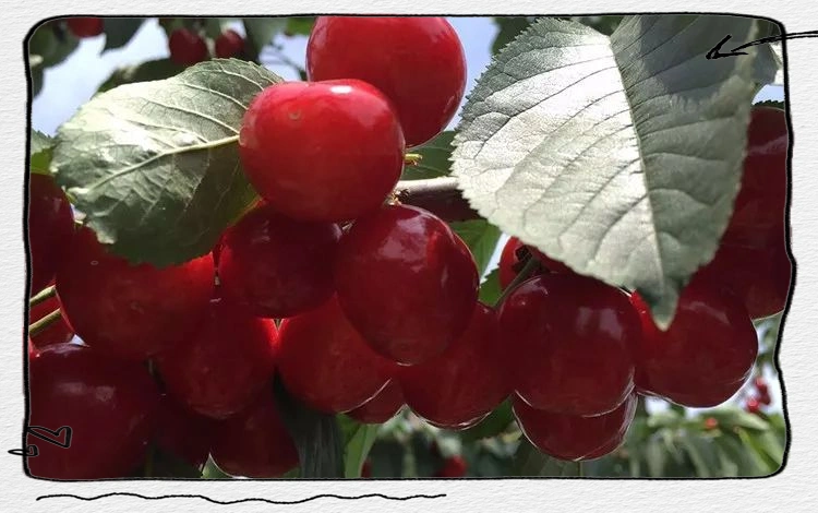 大樱桃种植技术