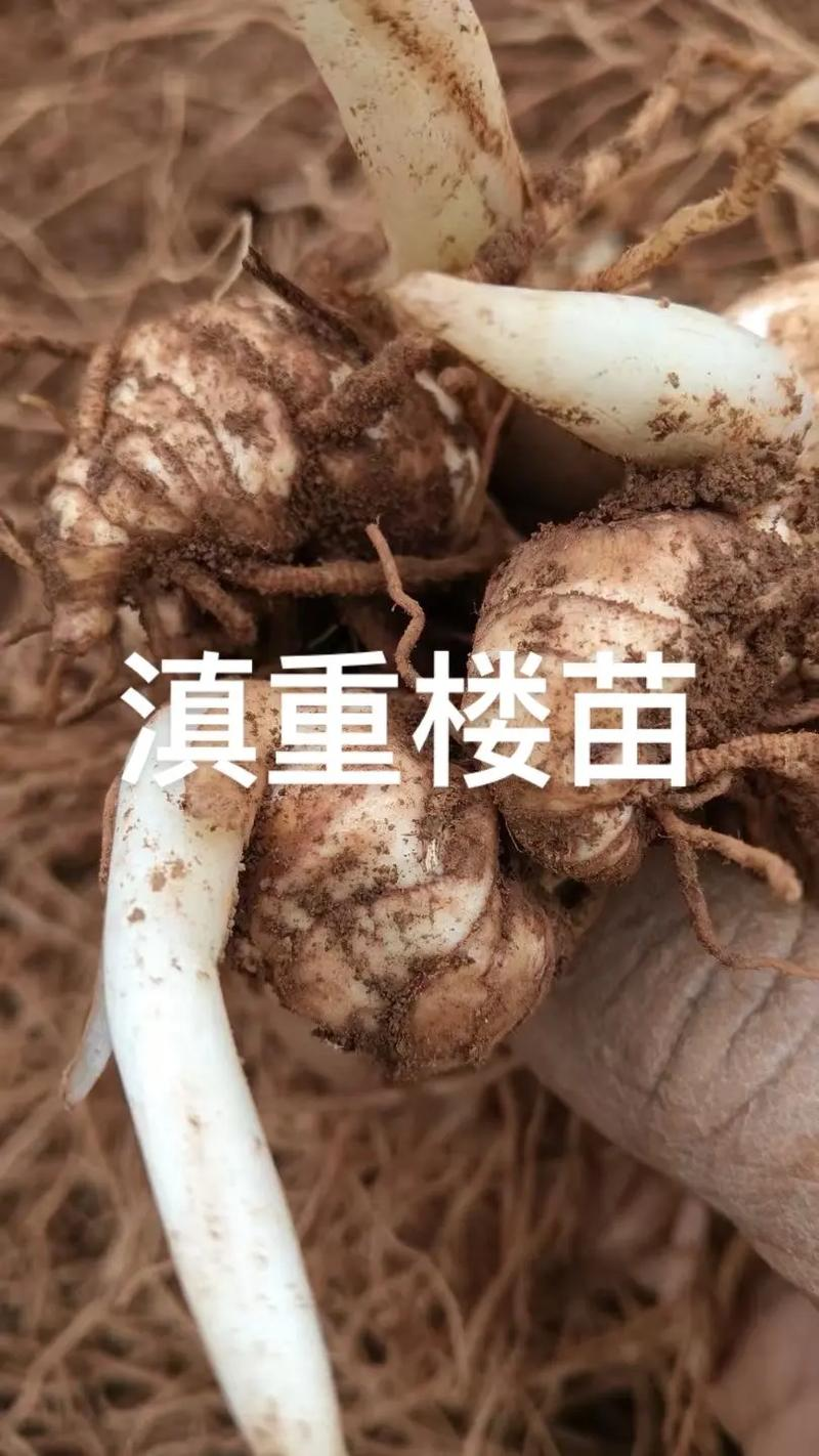重楼的种植方法