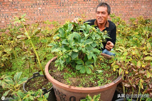重楼的种植方法