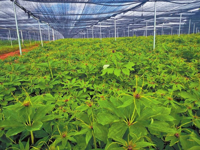 重楼的种植方法