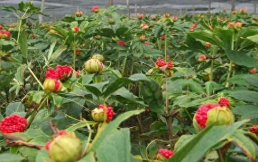 Methods of planting heavy buildings