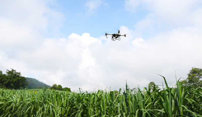 云南景谷：“良技”加“良方”助甘蔗增收