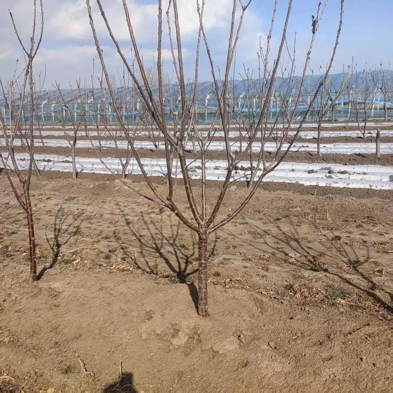 大樱桃种植技术