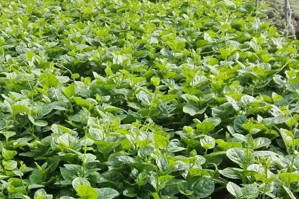 木耳的种植方法及季节