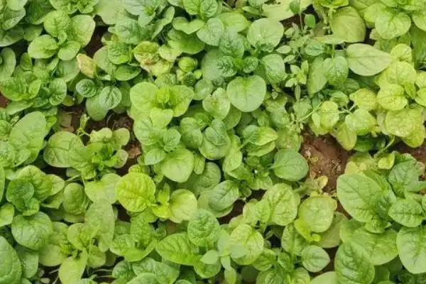 木耳的种植方法及季节