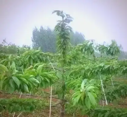 The technology of big cherry cultivation