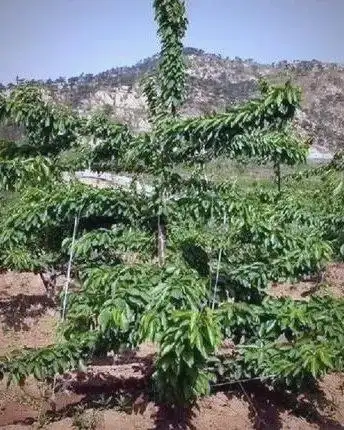 The technology of big cherry cultivation